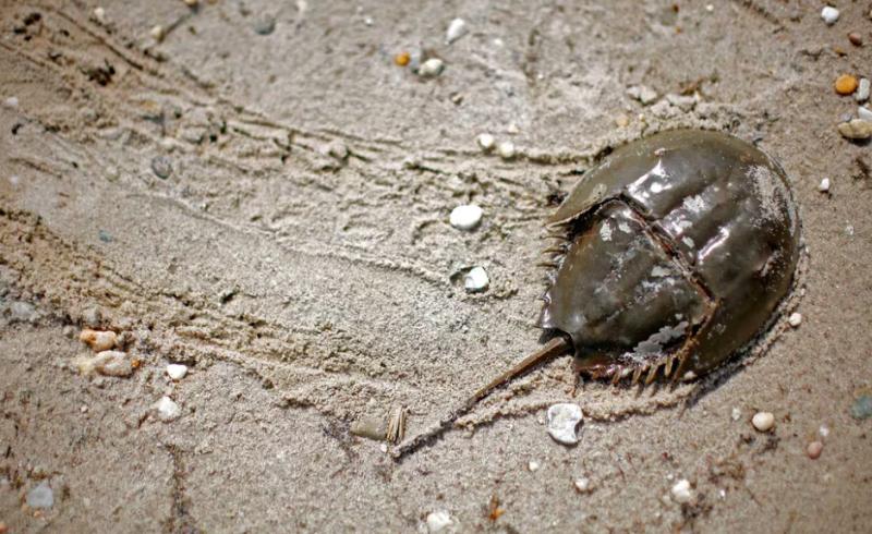 Fósil encontrado. Créditos: Mike Seger