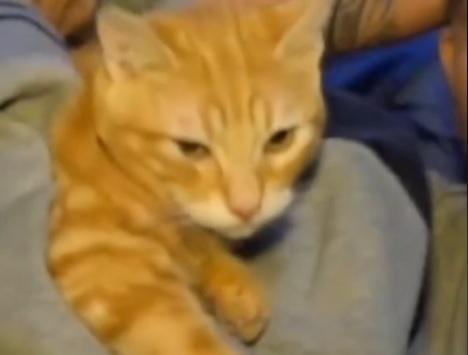 "Gato con botas de Ancón" - Captura