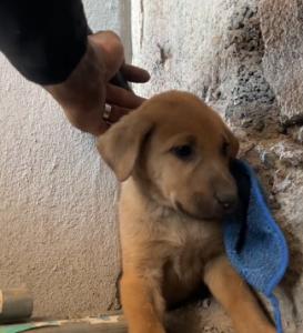 "¿Cómo te metiste ahí?": Joven rescató a un perro atrapado en una pared