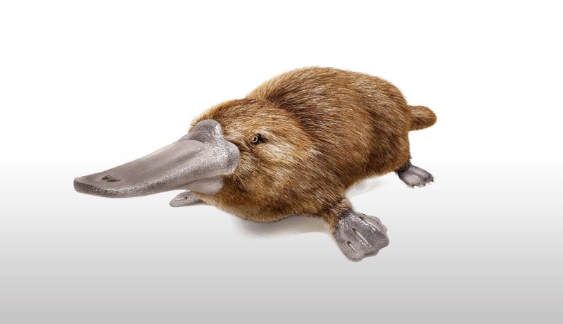 Ornitorrinco. Créditos: Getty images