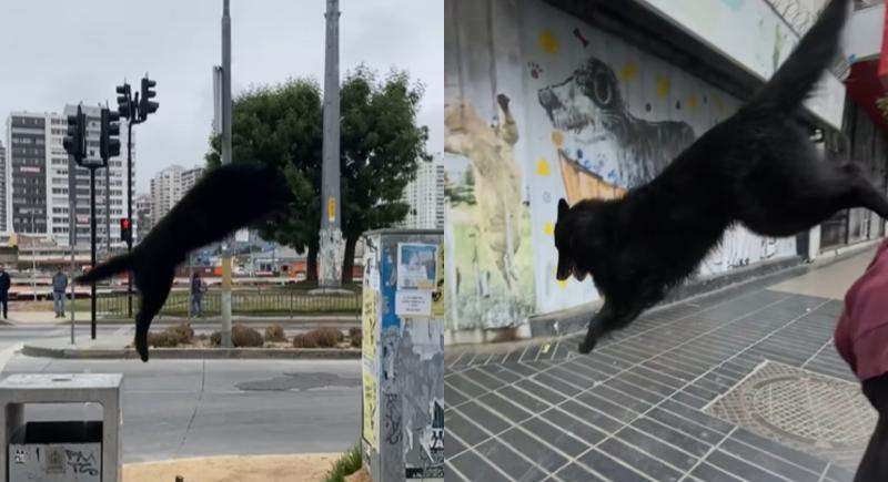 Perrito Parkour sorprende a Viña del Mar