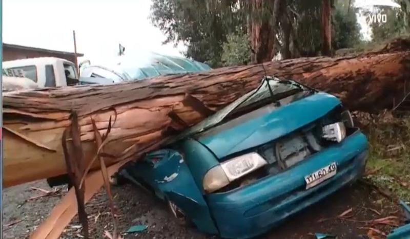 Árbol cayó encima de auto en Calera de Tango