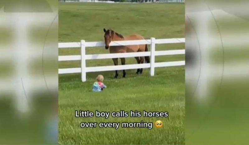 Caballos de Buckingham | Instagram