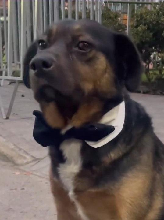 Perritos de Gala en la Cuenta Pública - @AnimalParaiso