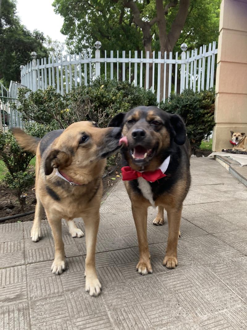 Perritos de Gala en la Cuenta Pública - @AnimalParaiso