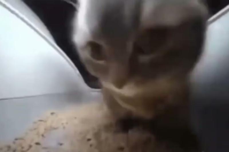 El gato del trend de "Dubidubidu"