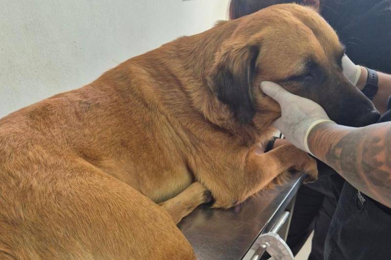 Perrito es lanzado desde tercer piso en Antofagasta - Créditos: Instagram Luz Echanez