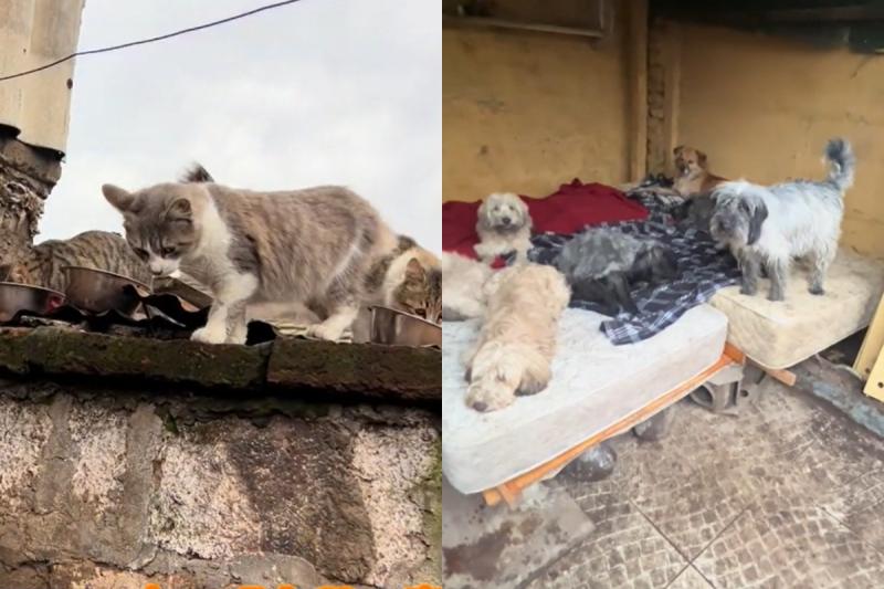 Perros y gatos abandonados en Maipú - Captura