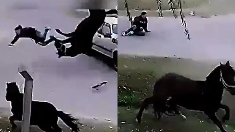 Joven y caballo fueron atropellados por vehículo en Argentina
