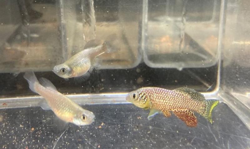 El equipo de la Universidad de Osaka demostró que la eliminación de la producción de gametos provocaba que los machos vivieran más y las hembras murieran más jóvenes de lo habitual, cerrando la brecha en la esperanza de vida. Fotografía: Universidad de Osaka