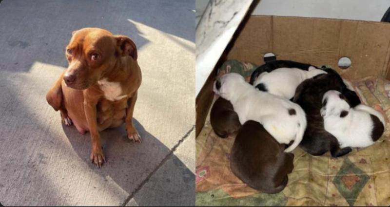 Perrita atropellada y sus cachorros