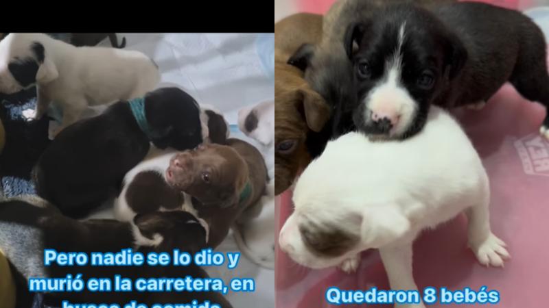 Dan a conocer triste historia de perrita que murió atropellada: buscan hogar para sus ocho cachorros
