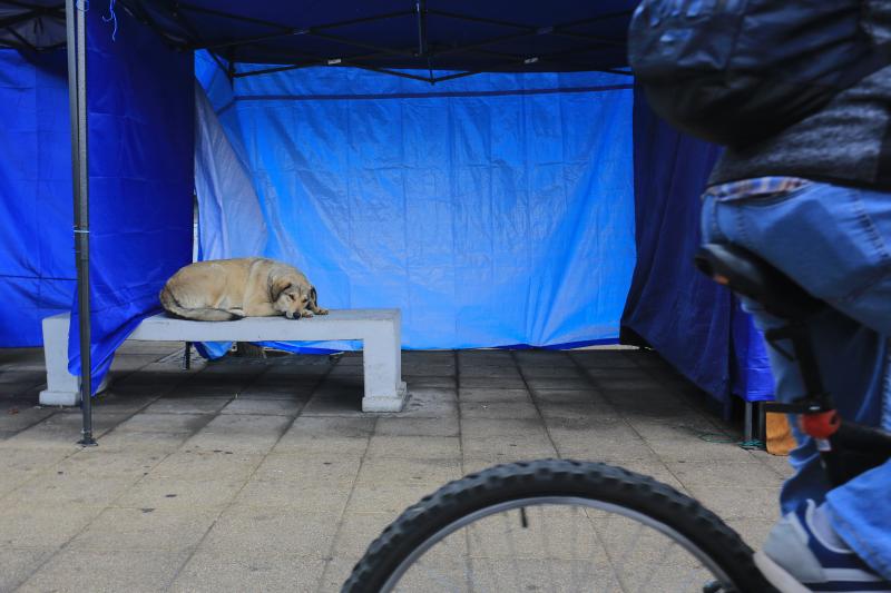 Perro callejero - Agencia Uno