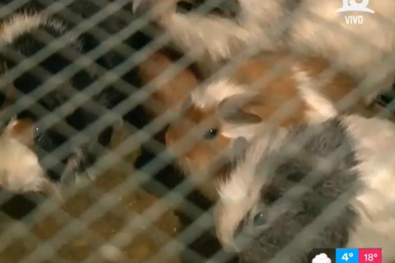 Cuyes en barbería de Santiago