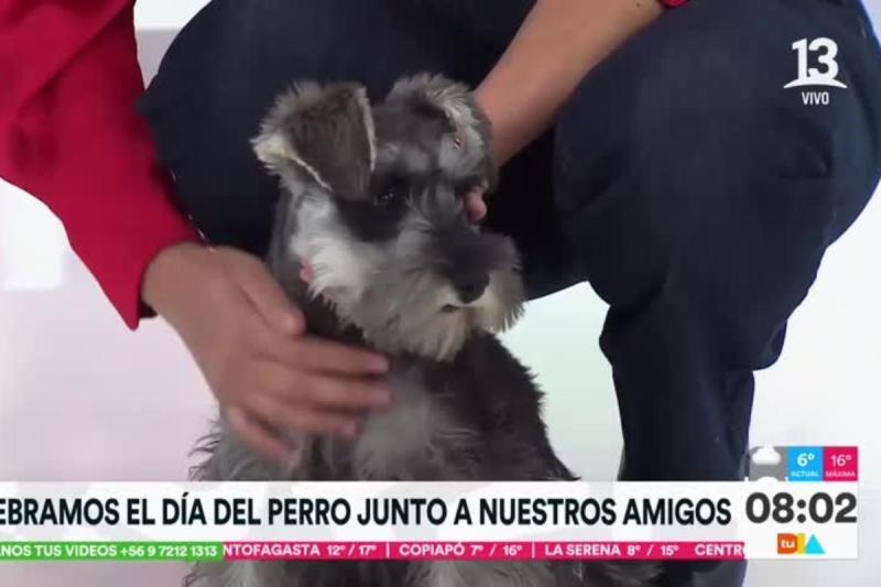 Día del Perro en "Tu Día"