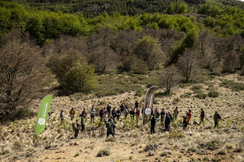 Fundación Reforestemos lanza convocatoria para voluntariado en la Patagonia