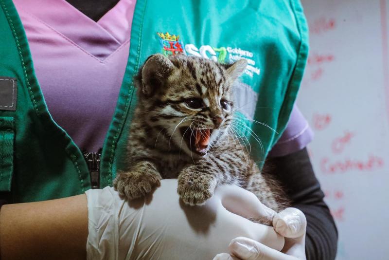 Rescatan dos cachorros de gato montés que quedaron huérfanos en una carretera