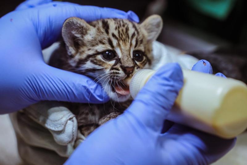 Rescatan dos cachorros de gato montés que quedaron huérfanos en una carretera