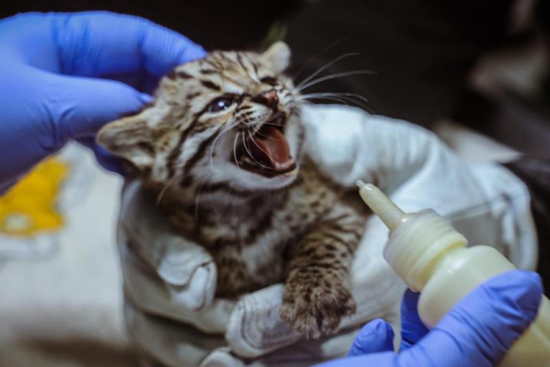 Rescatan dos cachorros de gato montés que quedaron huérfanos en una carretera