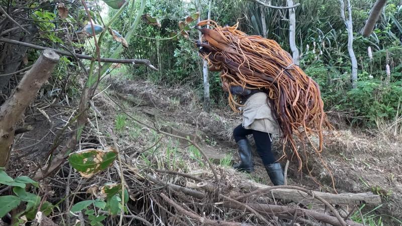 Recolectora de orilla