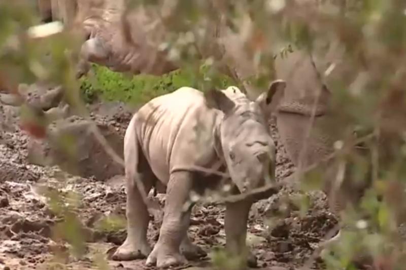 Silverio, el rinoceronte blanco de Buin Zoo