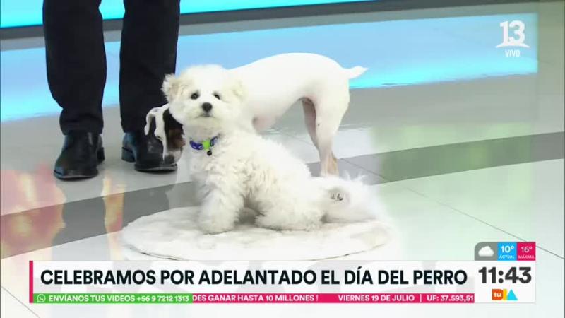 Miko, el perro de Michelle Adam - Tu Día