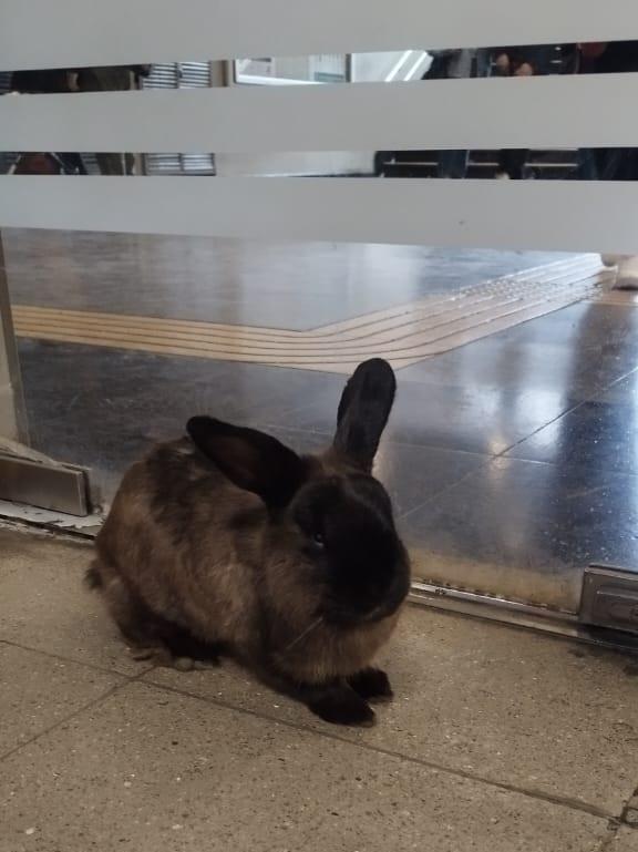 Conejo perdido en estación Barrancas del Metro de Santiago