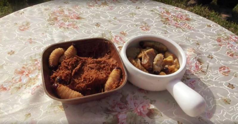 Gusanos comestibles, el castigo de Ganar o Servir