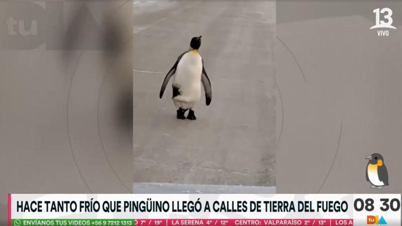 Pingüino rey sorprende en las calles de Tierra del Fuego