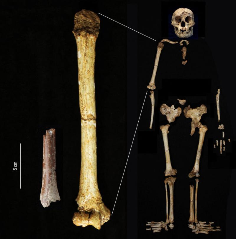 ¿Existieron los Hobbits? Fósiles revelan una antigua especie de humanos pequeños. Créditos: Reuters