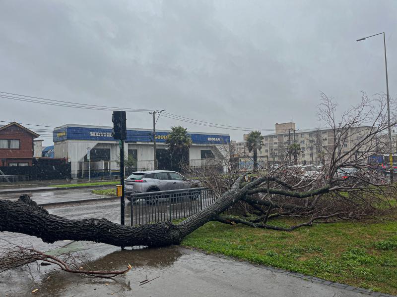 Árbol caído en Concepción - Agencia Uno