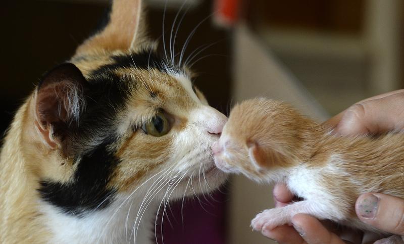 Día del Gato - Créditos Agencia Uno
