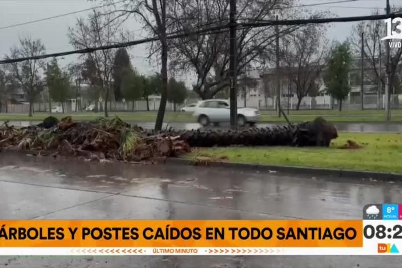 Caída de palmera en Estación Central