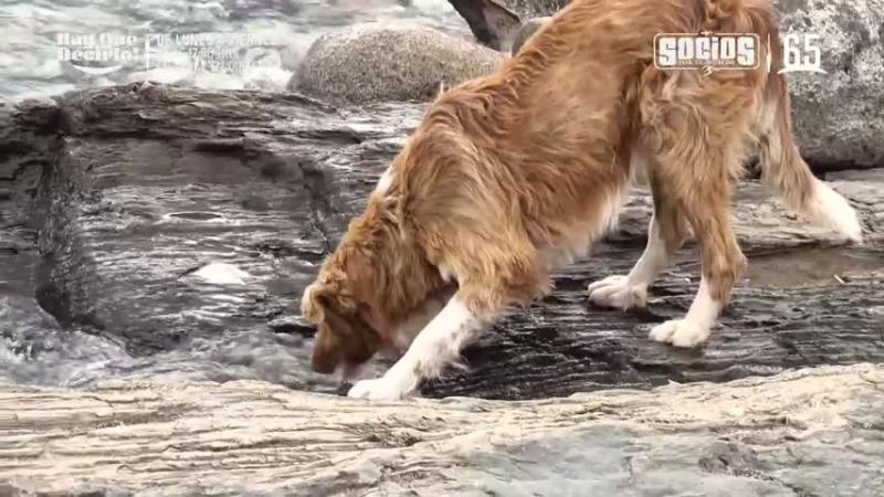 Claudio Iturra y el perro de la Patagonia.