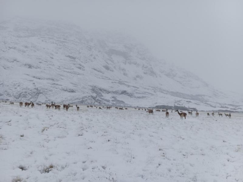 Inusual migración: Expertos registran movimiento masivo de guanacos en la Patagonia
