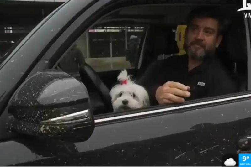 Conductor manejaba con su mascota en los asientos delanteros