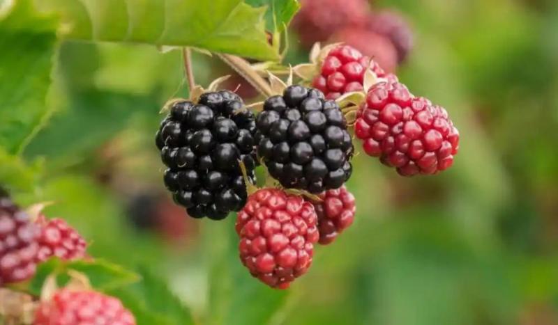 Beneficios de la mora: arrugas, colágeno, circulación de la sangre y antioxidantes