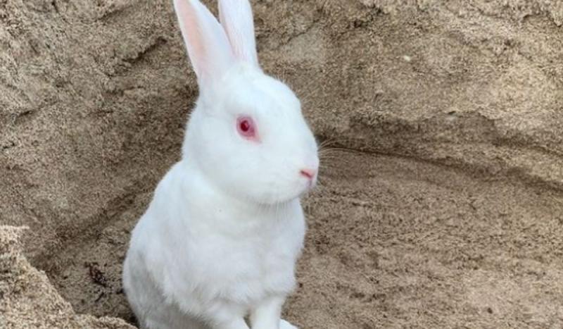 Ruby, el conejo de Di Mondo y Eric Javits