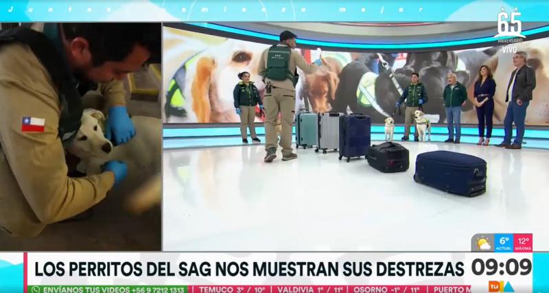 Así trabajan los perritos del SAG en el Aeropuerto de Santiago
