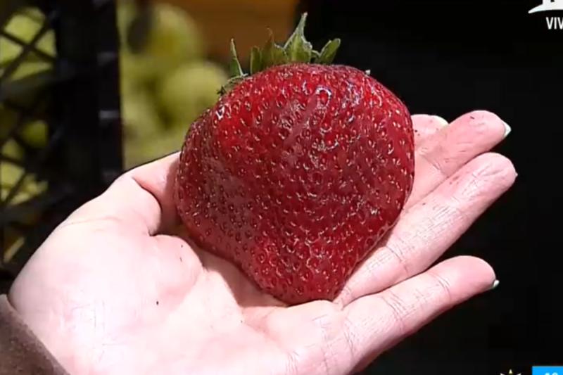 Frutillas de La Vega