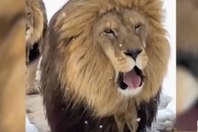 Sorpresivo fenómeno en Sudáfrica deja impresionantes registros de leones en la nieve
