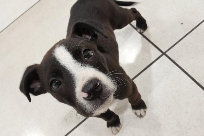 Perrito de Metro de Santiago - Créditos: Metro de Santiago