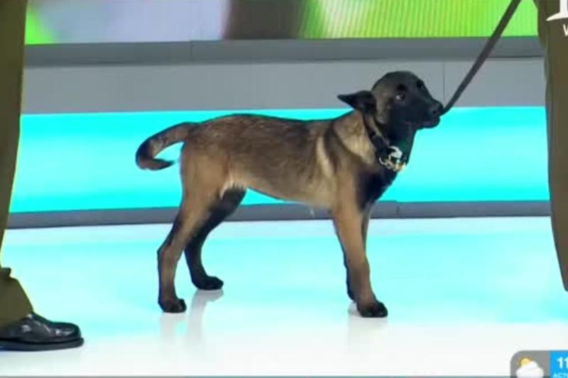 Perritos de carabineros