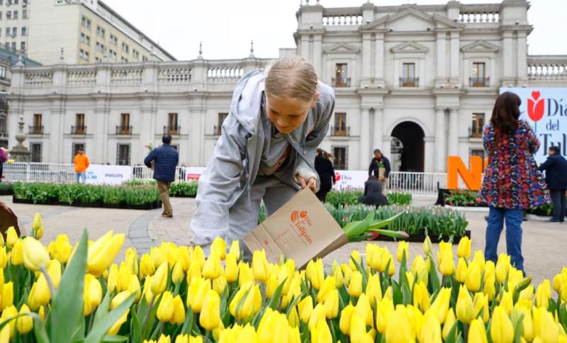 Día del Tulipán /Aton Chile