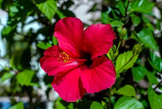 Beneficios de la flor de jamaica