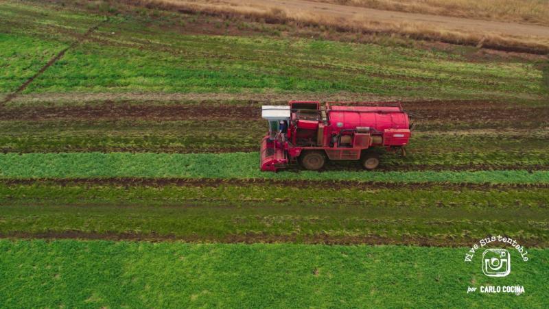 La innovadora producción de arvejas: Una fuente inagotable de nutrientes