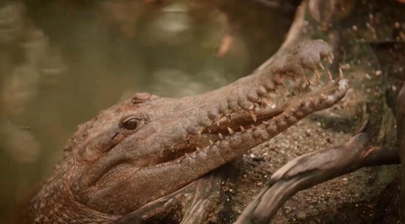 Jorge y Pancho alimentan a los cocodrilos - Socios por el Mundo 3.