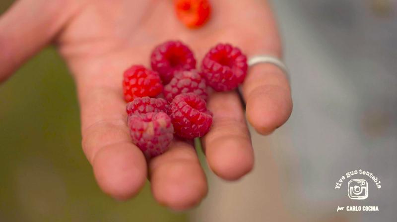 Conoce el cultivo y producción de la frambuesa en Chile