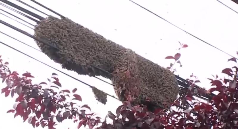 Gran panal de abejas en la vía pública preocupa a los vecinos de Maipú