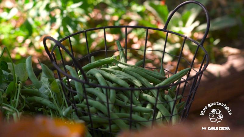 Porotos verdes: Así se elabora la base de los mejores platos caseros